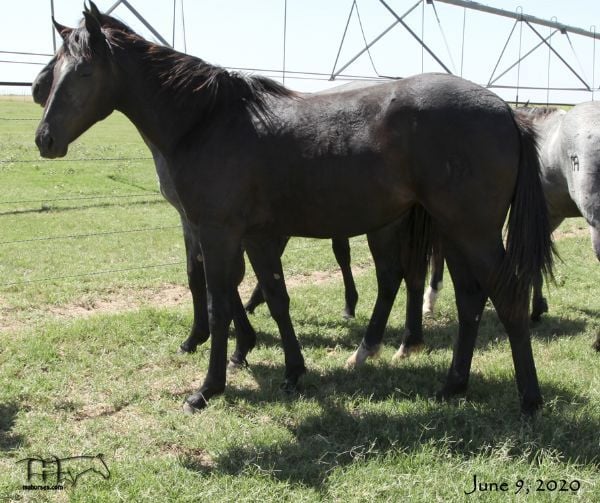 Azuls Bonita Amiga Filly 2019 Filly